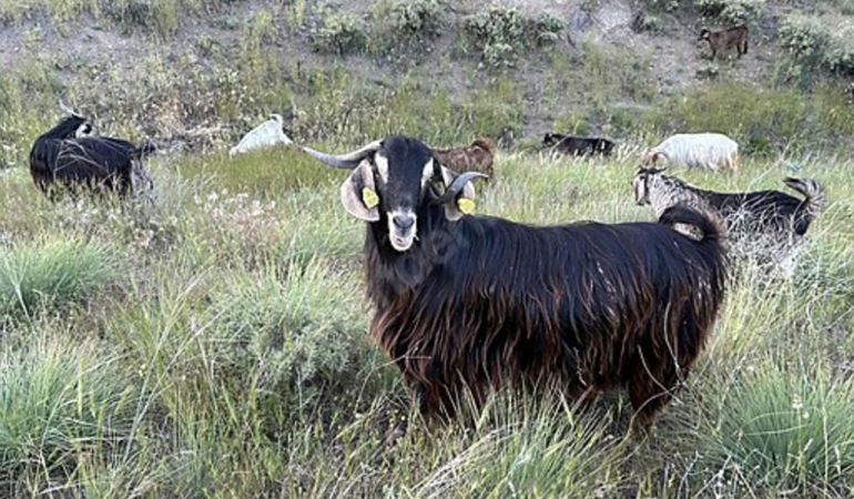 Edirne’de brusella alarmı: Keçiler karantinaya alındı