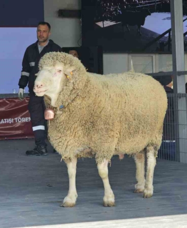 Damızlık koçta rekor, açık artırmada 1 milyonluk satış