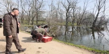 Karacabey Longozları’nda yaban hayatına özgürlük