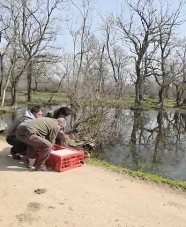 Karacabey Longozları’nda yaban hayatına özgürlük