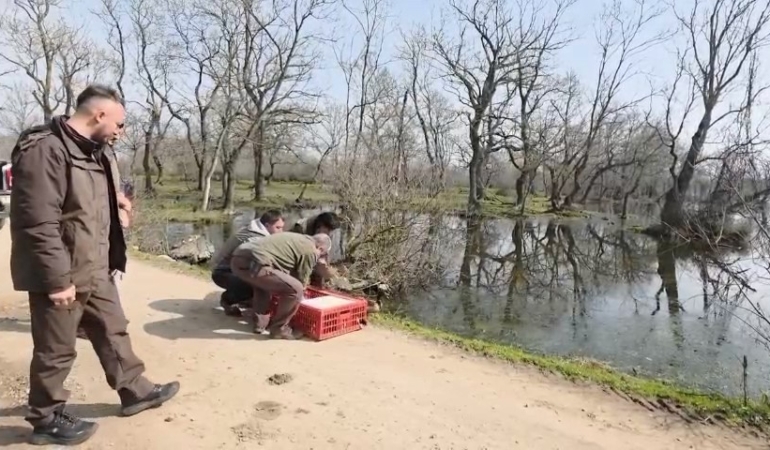 Karacabey Longozları’nda yaban hayatına özgürlük