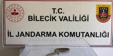 Bilecik’te nesli tükenmekte olan piton yılanı yakalandı