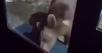 Uludağ’da ayı ailesi kamerada...Ani hareket paniğe neden oldu
