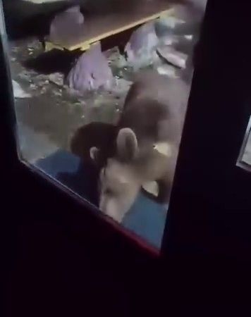 Uludağ’da ayı ailesi kamerada...Ani hareket paniğe neden oldu