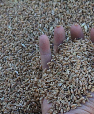 Dünya hububat üretiminde bir ilk gerçekleşecek