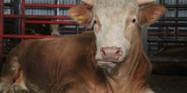 1,5 tonluk dev tosun, 950 bin liraya vitrine çıktı