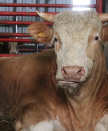 1,5 tonluk dev tosun, 950 bin liraya vitrine çıktı