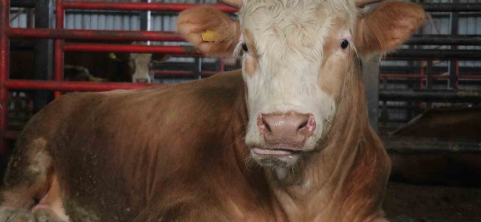 1,5 tonluk dev tosun, 950 bin liraya vitrine çıktı