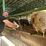 Bursa’da kurban hareketliliği: Tonluk boğayı 400 bin liraya sattı