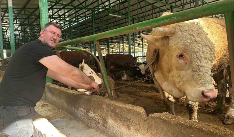 Bursa’da kurban hareketliliği: Tonluk boğayı 400 bin liraya sattı