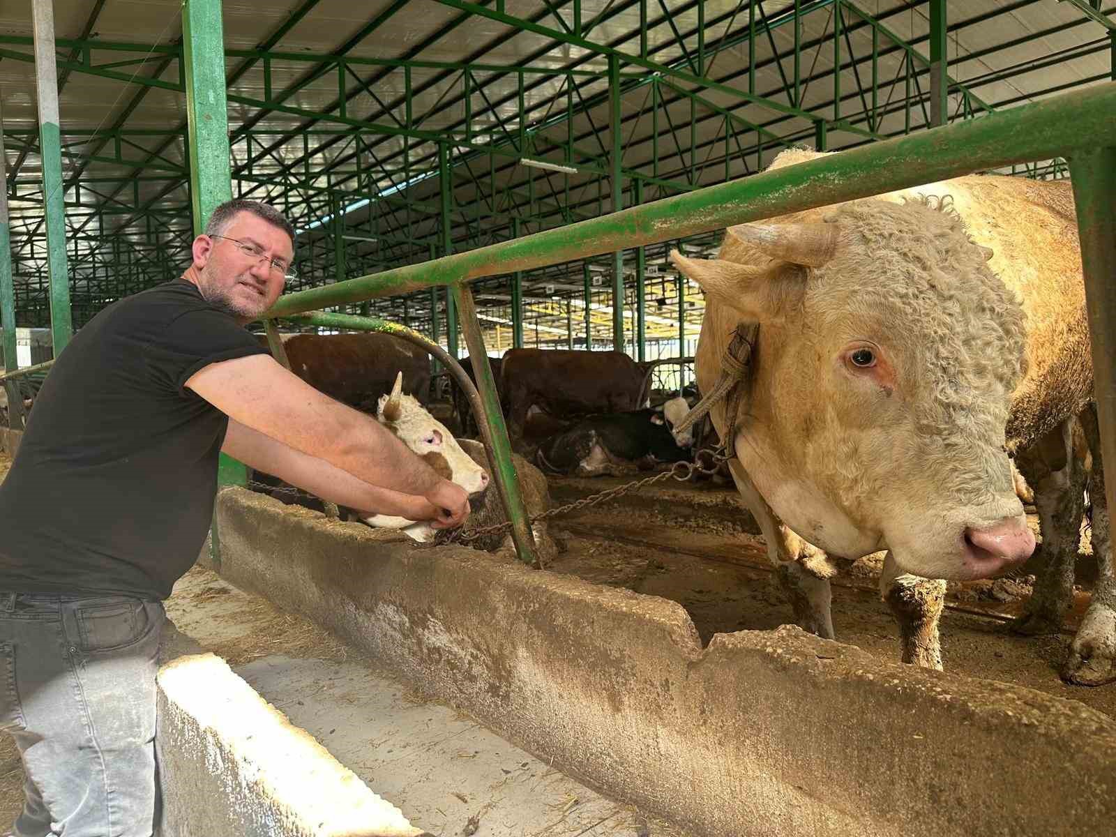 Bursa’da kurban hareketliliği: Tonluk boğayı 400 bin liraya sattı