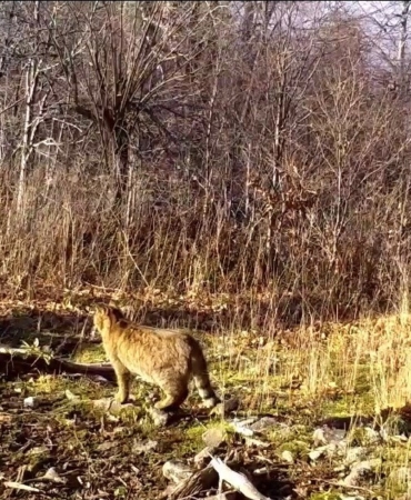 Ormanın gizemli sakini yaban kedisi görüntülendi