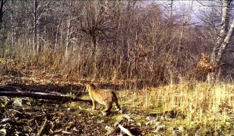 Ormanın gizemli sakini yaban kedisi görüntülendi