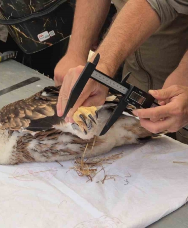 Doğanın uçan yırtıcısına elektronik takip