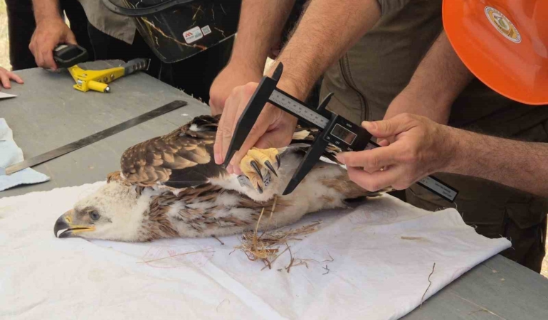 Doğanın uçan yırtıcısına elektronik takip