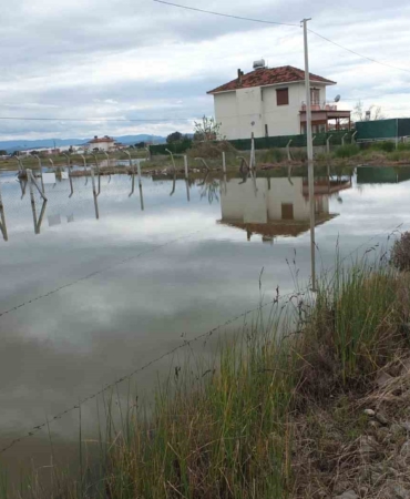 Balıkesir’de nisan yağmurları zeytincileri sevindirdi