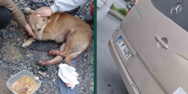 "Köpeğe çarptın" tartışması kamerada