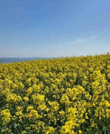 İstanbul’da tarlalar sarıya boyandı