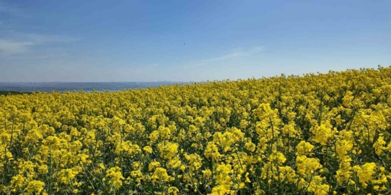 İstanbul’da tarlalar sarıya boyandı
