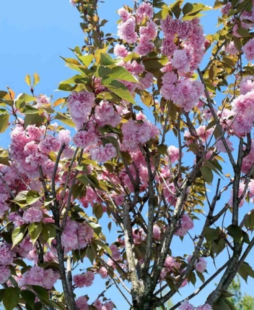 Çark Deresi kıyısında sakura güzelliği