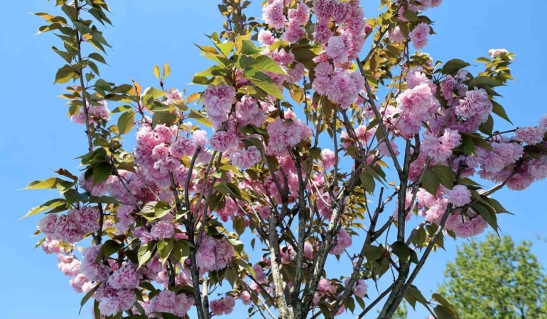 Çark Deresi kıyısında sakura güzelliği