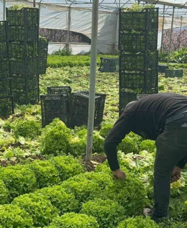 Geçen sene zararıyla ağlatan ’kıvırcık’ bu yıl güldürdü