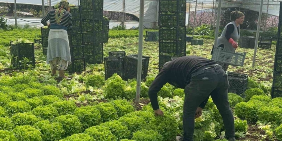 Geçen sene zararıyla ağlatan ’kıvırcık’ bu yıl güldürdü