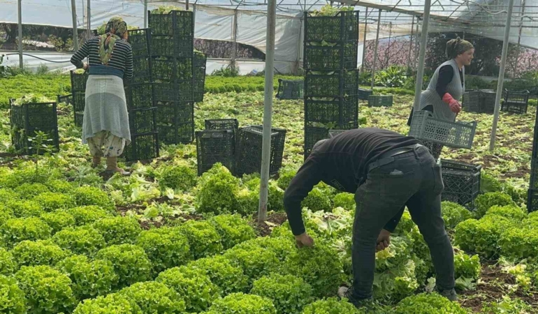 Geçen sene zararıyla ağlatan ’kıvırcık’ bu yıl güldürdü