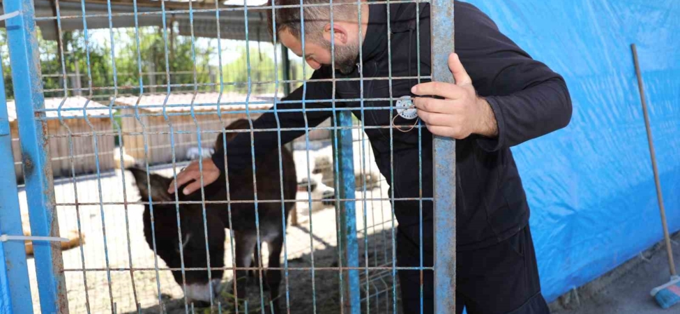 Mahalleye inen eşek ortalığı birbirine kattı