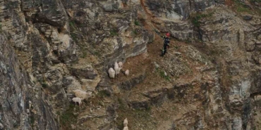 Kayalıklardaki sürüye cansiparane kurtarma