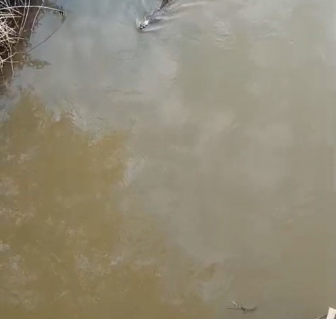 Bursa’da deredeki su samuru şaşırttı