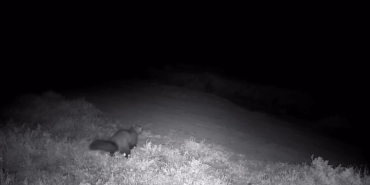 Ganos Dağları’nda fotokapana sansar takıldı