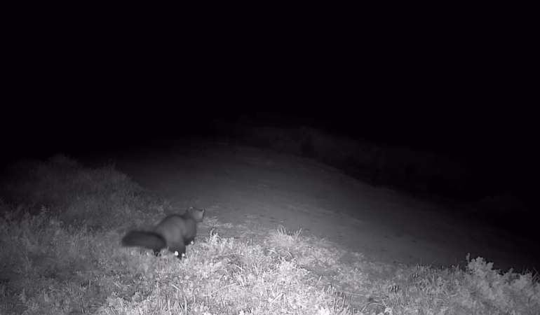 Ganos Dağları’nda fotokapana sansar takıldı