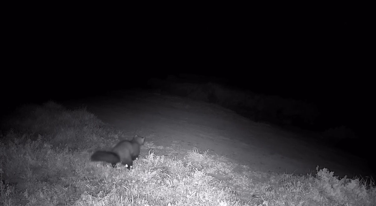 Ganos Dağları’nda fotokapana sansar takıldı