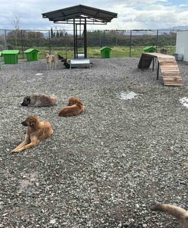 Sokak hayvanları doğal yaşam alanına kavuştu