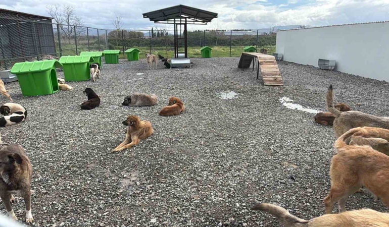 Sokak hayvanları doğal yaşam alanına kavuştu