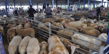 Balıkesir’de Gönen hayvan pazarı kısa süreliğine kapatıldı