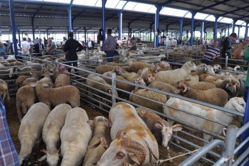 Balıkesir’de Gönen hayvan pazarı kısa süreliğine kapatıldı