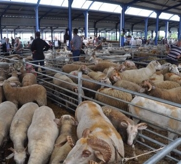 Balıkesir’de Kurban Bayramı öncesi şap alarmı: Hayvan pazarları kapatıldı