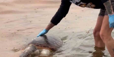 Tekirdağ’da ölü caretta caretta kıyıya vurdu