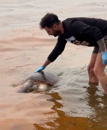 Tekirdağ’da ölü caretta caretta kıyıya vurdu