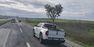 D100’de şaşırtan görüntü: Pikapta zeytin ağacı taşıdılar