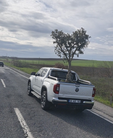 D100’de şaşırtan görüntü: Pikapta zeytin ağacı taşıdılar