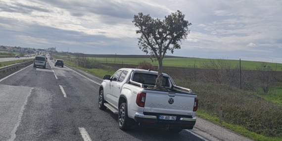 D100’de şaşırtan görüntü: Pikapta zeytin ağacı taşıdılar
