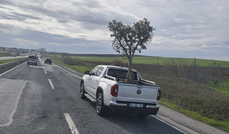 D100’de şaşırtan görüntü: Pikapta zeytin ağacı taşıdılar