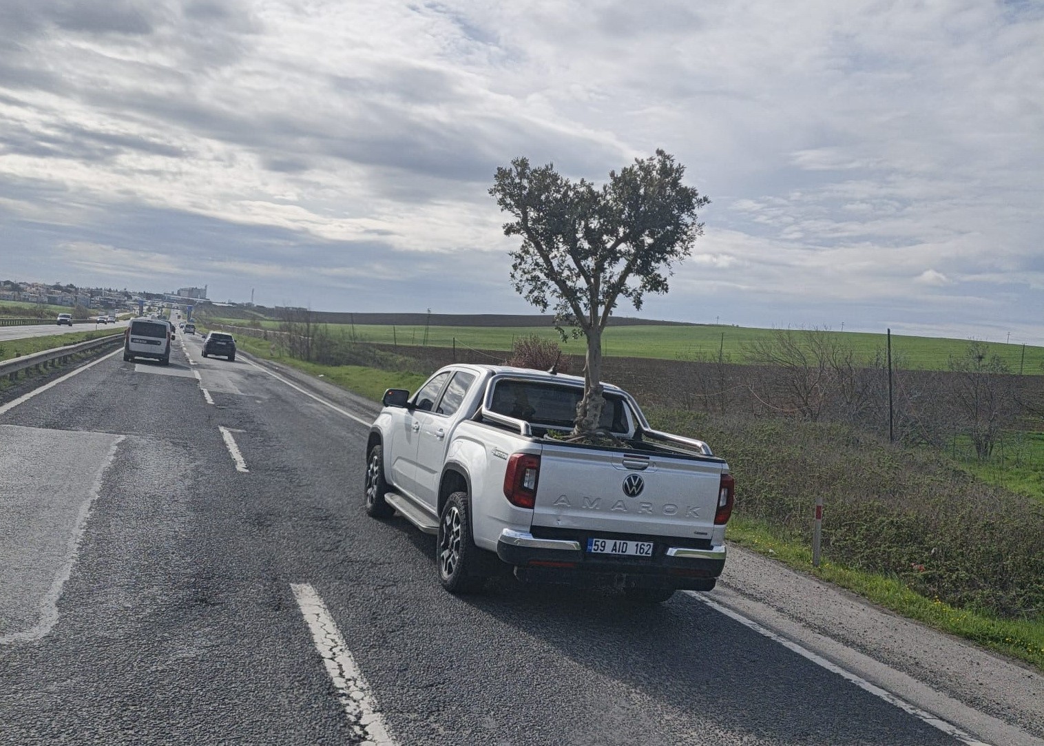 D100’de şaşırtan görüntü: Pikapta zeytin ağacı taşıdılar