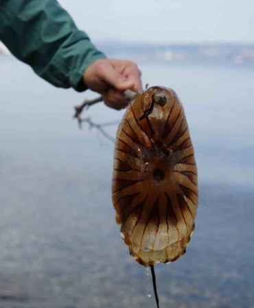 Denizde bu türü görürseniz sakın yaklaşmayın