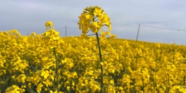 Hayrabolu’da çiçek açan ’Sarı Gelin’, rengiyle büyülüyor