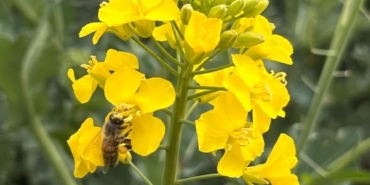 Kanola ilaçlamasında arıların korunması çağrısı