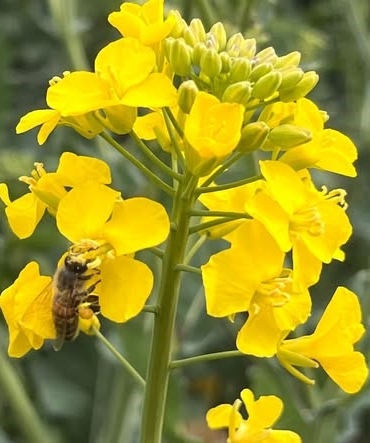 Kanola ilaçlamasında arıların korunması çağrısı
